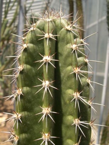 cereus_repandus